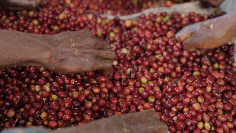 Hands sorting ripe Ethiopian coffee cherries at Goro Muda in Guji region - natural process single origin beans for Adair Pantry specialty coffee