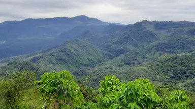 Mexico La Angostura Decaf