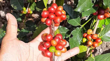 Mexico La Angostura Decaf