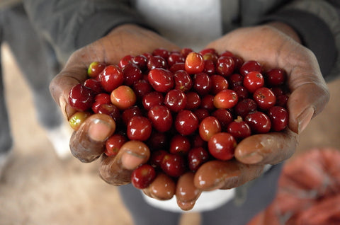 Freshly picked ripe Ethiopian coffee cherries held in farmer's hands - Uraga Goro Muda origin, Guji region single origin coffee for Adair Pantry