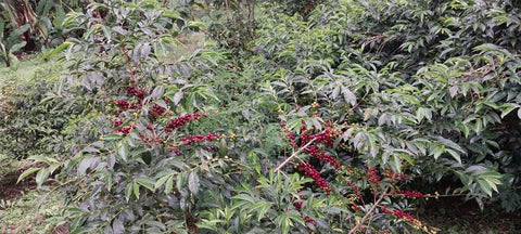 Ethiopian coffee trees with ripe red cherries growing under shade in Guji highlands - origin of Adair Pantry Uraga Goro Muda single origin coffee